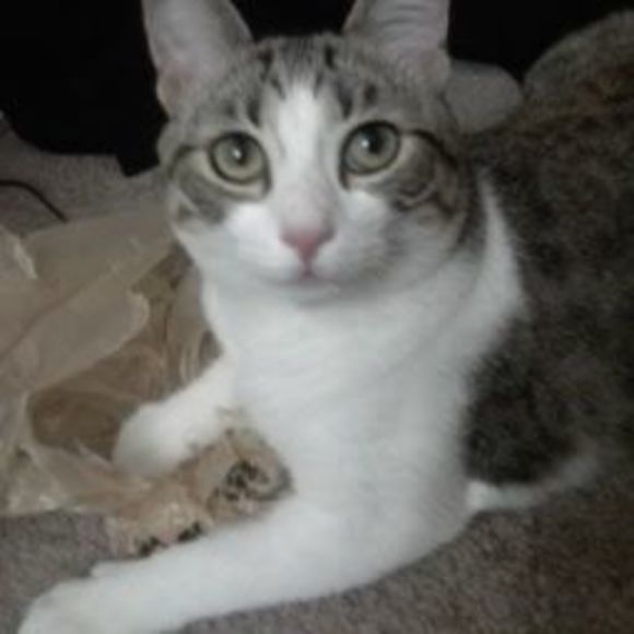 Meet your Posher, Aj - Picture 1 of 1